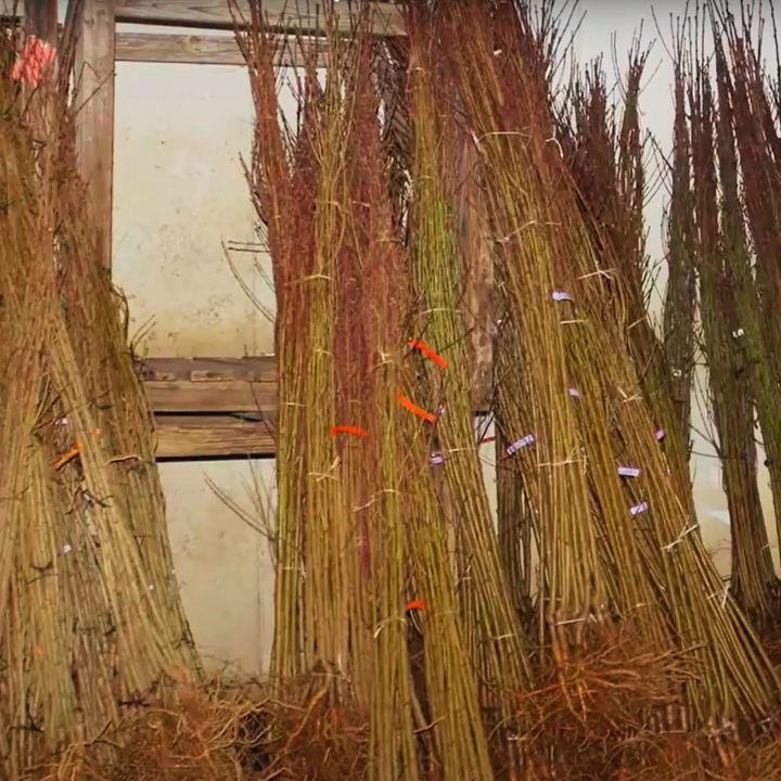 Śliwa WĘGIERKA DĄBROWICKA Twoja działka zasługuje na VIP-a wśród