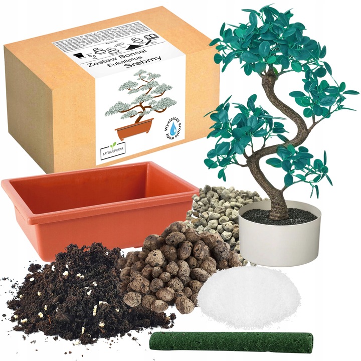 ZESTAW DO UPRAWY EUKALIPTUS SREBRNY DRZEWKO BONSAI NASIONA 5 SZT WIELOLETNI