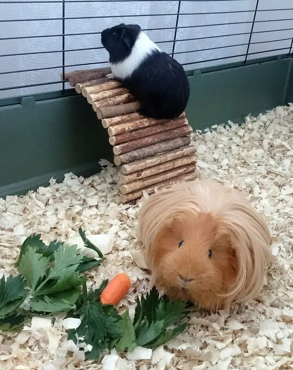 Bezpyłowe trociny ściółka ProBioBED Classic dla gryzoni, koni ODPYLONE 250l