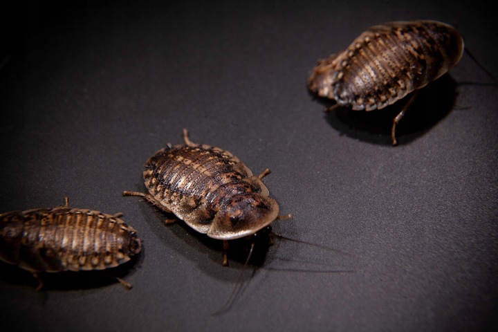 Karaczany argentyńskie dubia (2- 3cm) 50szt