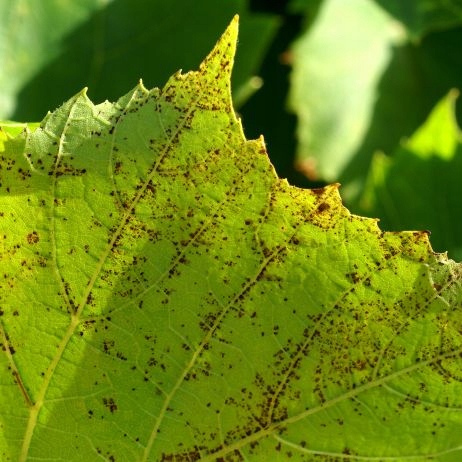 MAGNICUR ENERGY Previcur 840 SL Grzybobójczy 100ml