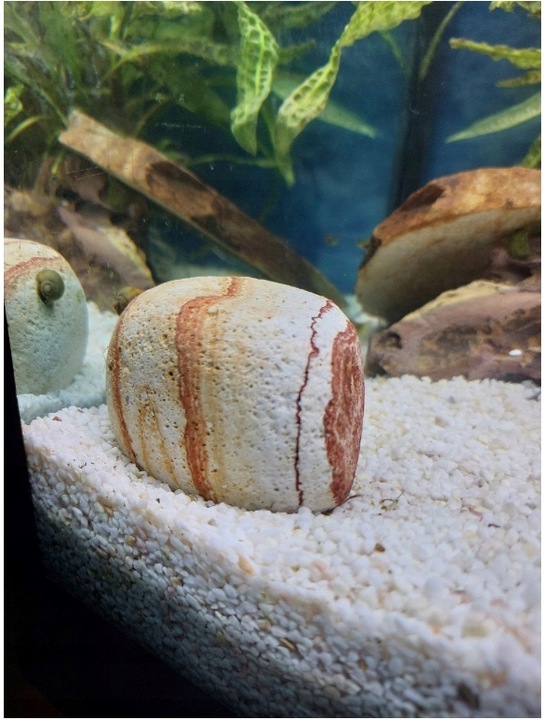 Otoczak Do Akwarium Kolorowy Kamień Zestaw 3kg