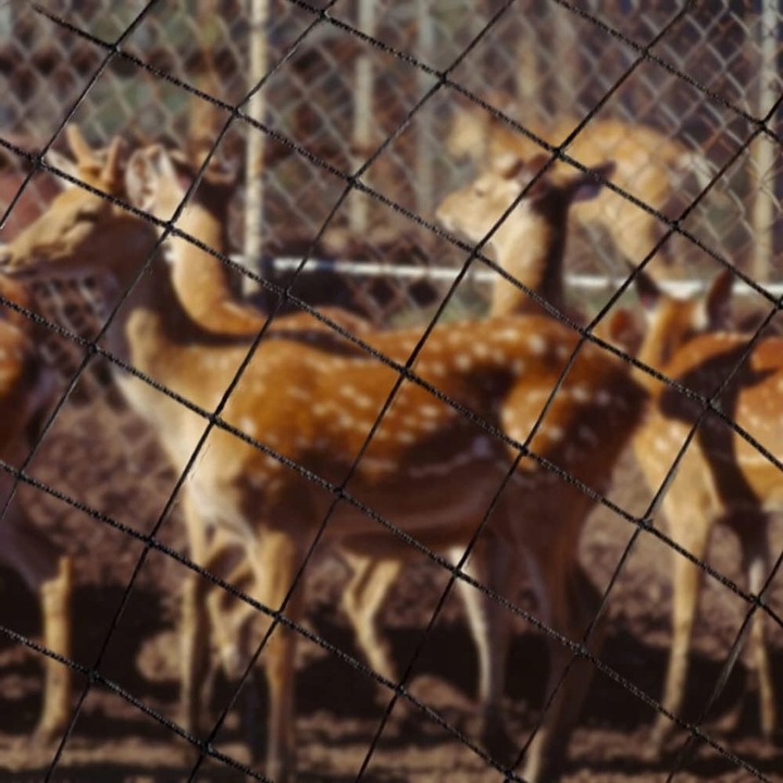 OCHRONNA SIATKA NA PTAKI GOŁĘBIE 10X10M MOCNA PRZECIW PTAKOM SZPAKOM