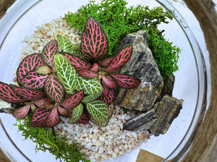 LAS W SŁOIKU SZKLE KOMPLETNY 10 elementów Z ROŚLINKĄ I KULA SŁÓJ ZESTAW