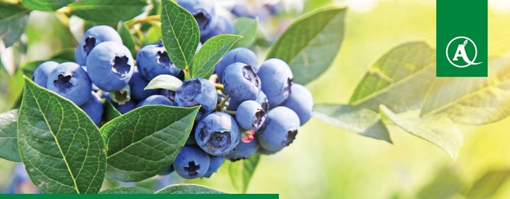 Nawóz Florovit Agro Complex NPK 12-11-18 25kg NISKA ZAWARTOŚĆ CHLORKÓW