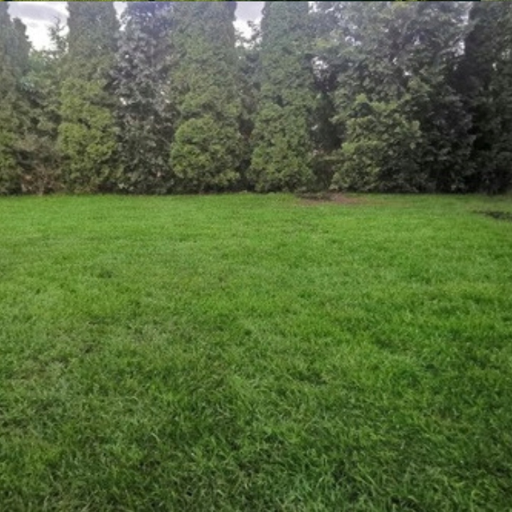 Trawa UNIWERSALNA nasiona trawy SAMOZAGĘSZCZAJĄCA odporna na DEPTANIE 25kg