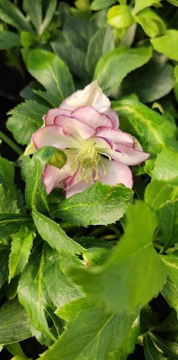 CIEMIERNIK HELLEBORUS DOUBLE ELLEN PICOTEE sadzonka 2 letnia doniczka