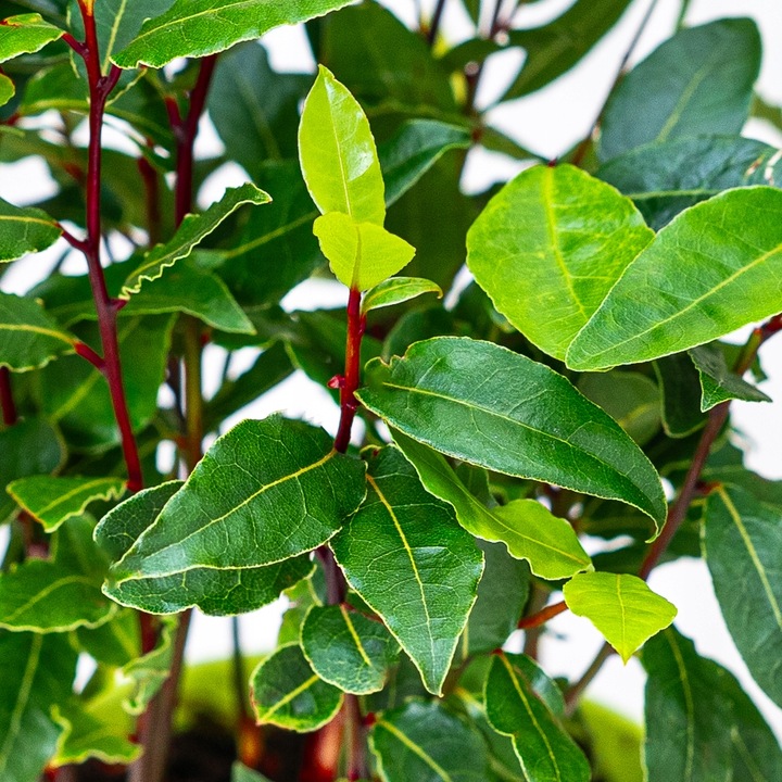 Laurus Nobilis WŁASNY LIŚĆ LAUROWY - Wawrzyn Szlachetny - Drzewko Do