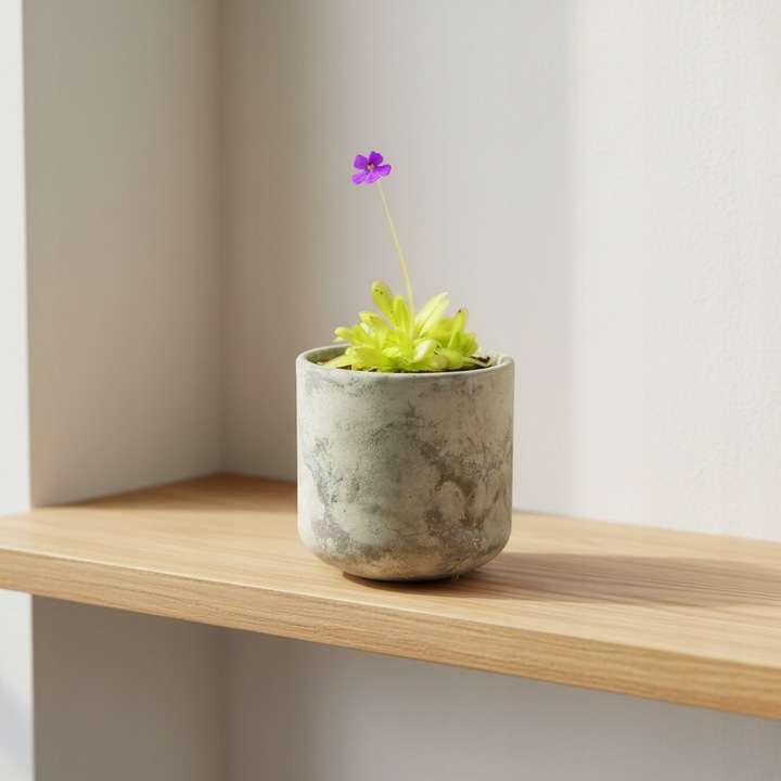 Pinguicula Tłustosz "TINA" idealny na ziemiórki, muszki owocówki itp.