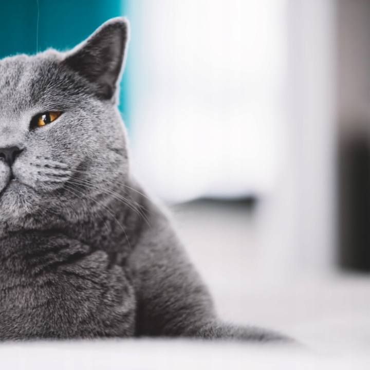 MOKRA KARMA DLA KOTA MIX SMAKÓW MEGA BOX SASZETKI W SOSIE 48X100G PREVITAL