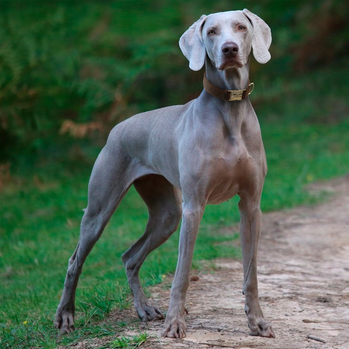 Obroża dla psa Blue z metalową klamrą rozmiar XS