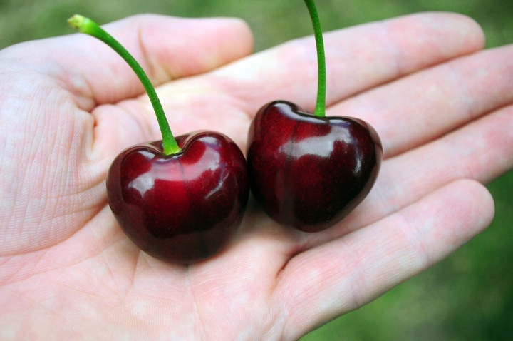 Czereśnia UKRAIŃSKA / GIGANTYCZNE OWOCE słodka i smaczna PIERWSZY