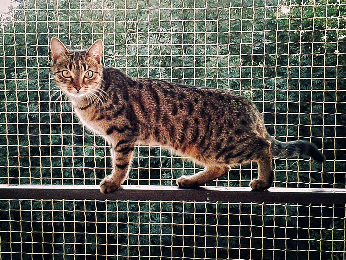 ZESTAW SIATKA NA BALKON DLA KOTA 6x3 BEZ WIERCENIA MARKA BEZPIECZNE KOTY