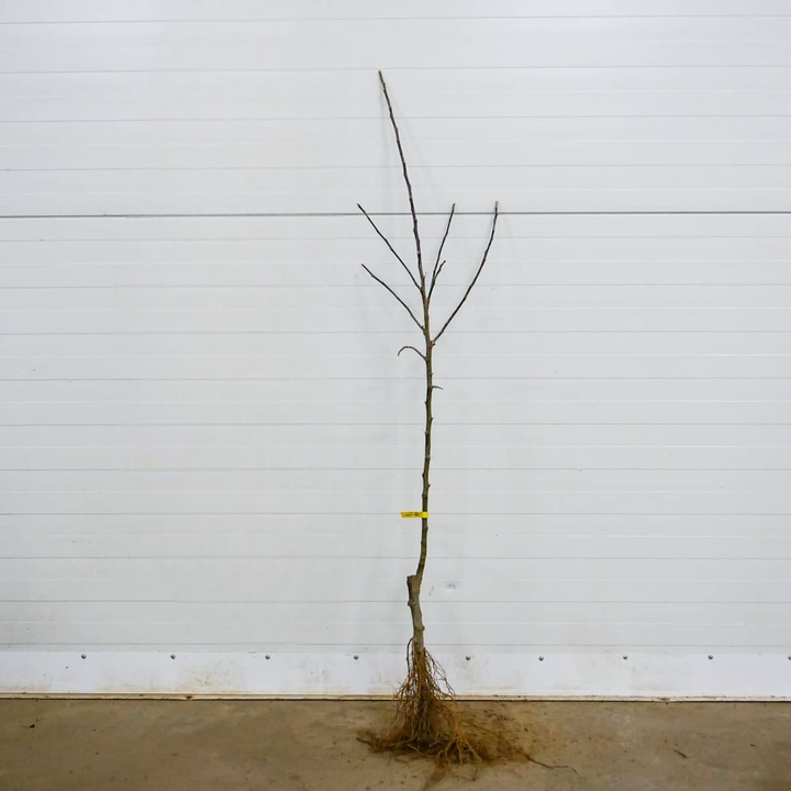 SADZONKI DRZEWKA OWOCOWE JABŁOŃ ANTONÓWKA BIAŁA ŚMIETANKOWA