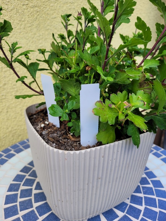 MARKER + Etykiety ogrodnicze wtykane strzałki do pisania BIAŁE 105x23,5 100