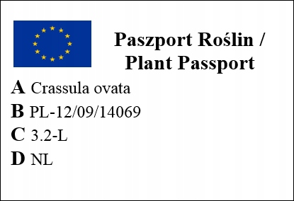 CRASSULA OVATA grubosz jajowaty drzewko szczęścia sukulent rozmiar L