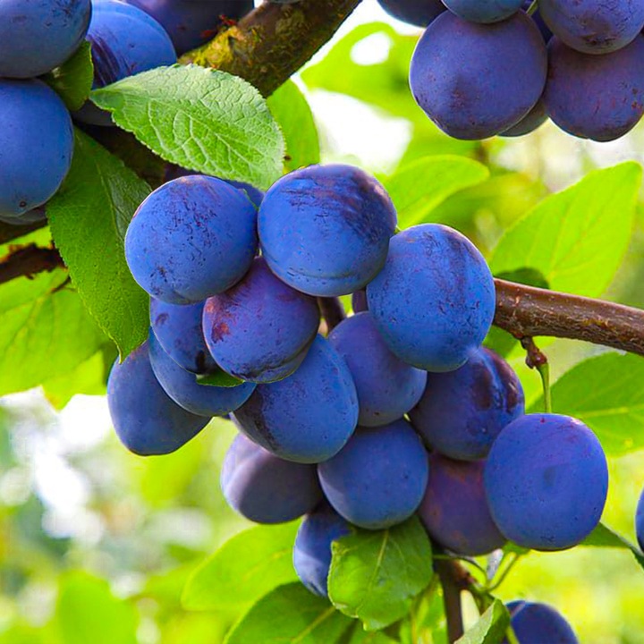 SADZONKI DRZEWKA OWOCOWE ŚLIWA WĘGIERKA ZWYKŁA SAMOPYLNA ODMIANA