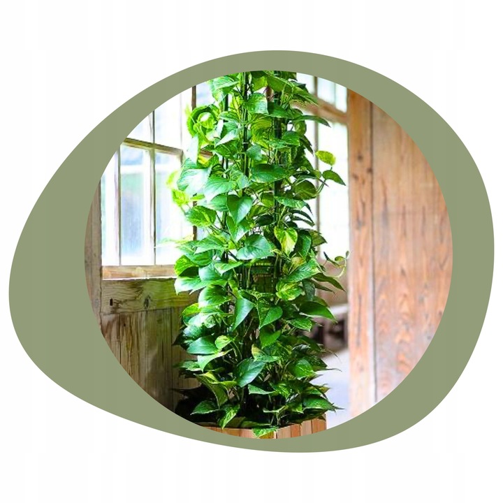 Epipremnum Aureum ZŁOCISTE Przebarwienia PNĄCZE Łatwa Uprawa Sercowate