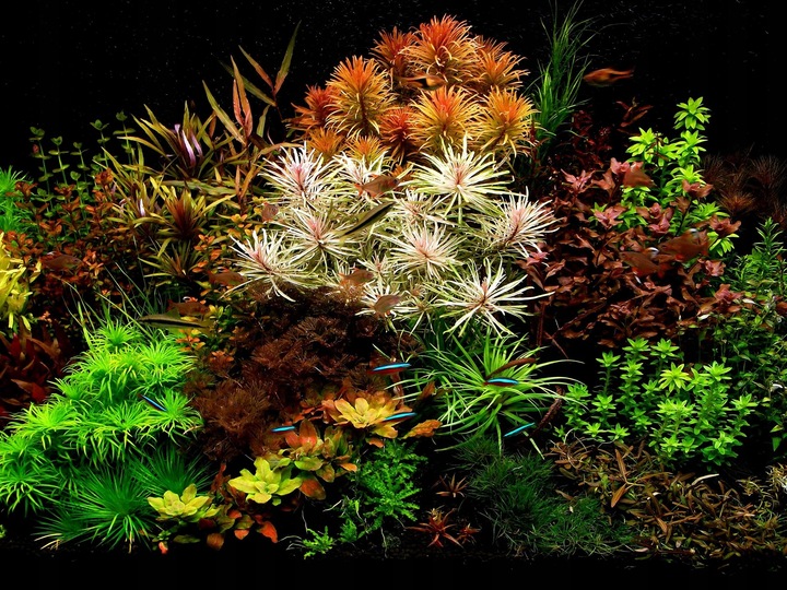 QualDrop MICRO PLANT 500 ml -mikroelementy