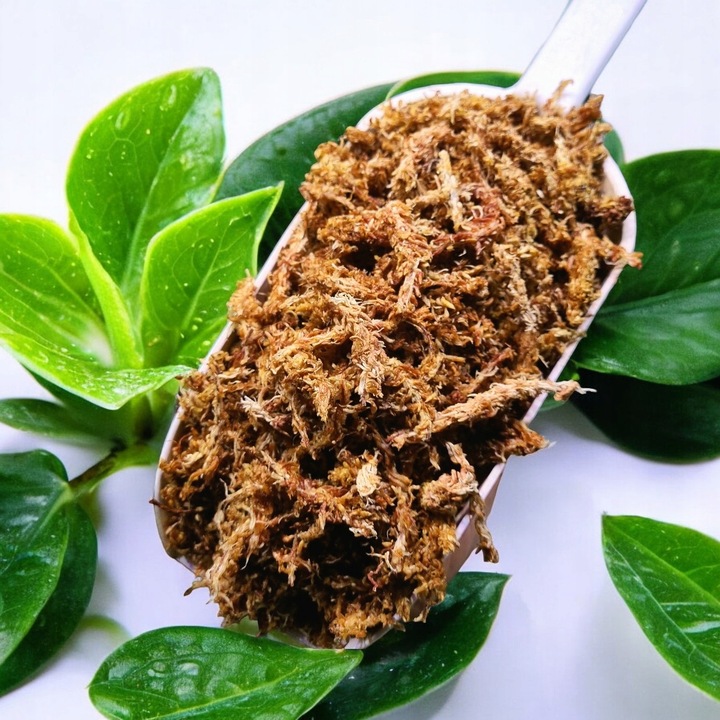 Mech Torfowiec SPHAGNUM 5L Podłoże do Ukorzeniania