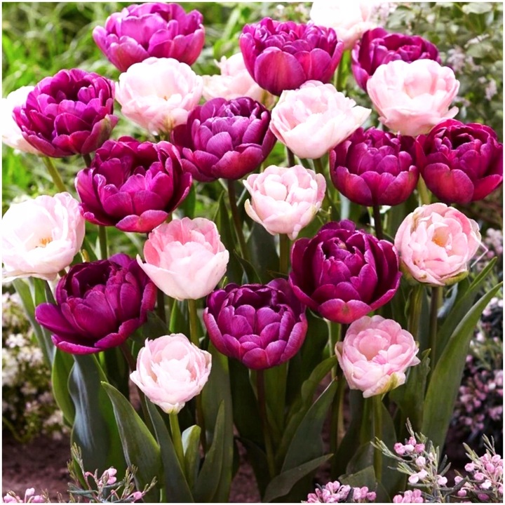 TULIPAN cebulki DOUBLE MIX KOLORY RÓŻU 20 szt. + GRATIS