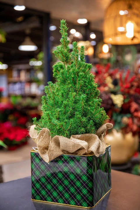 ŚWIERK CONICA ŁADNA CHOINECZKA DO DOMU I OGRODU CAŁOROCZNA SADZONKA W DONIC