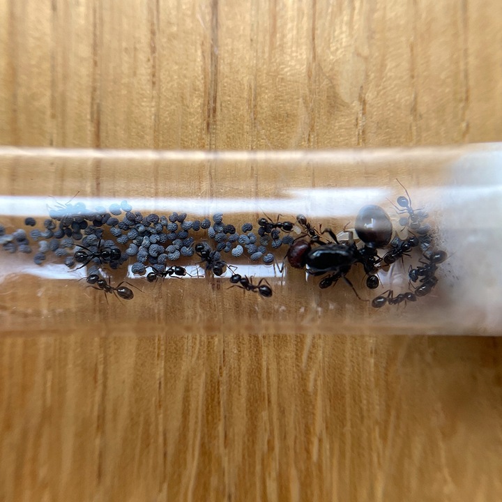 Mrówki Messor barbarus: Królowa + 11-20 robotnic