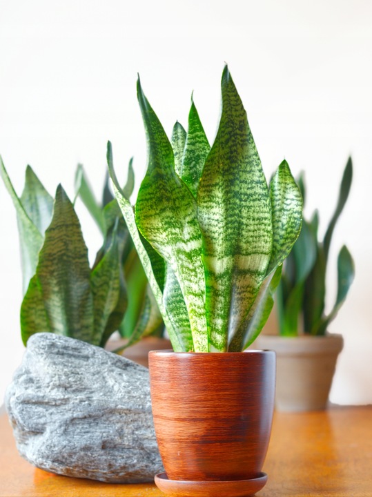 SANSEVIERIA 'ROBUST' pięknie ubarwione liście Sansewieria rozmiar S
