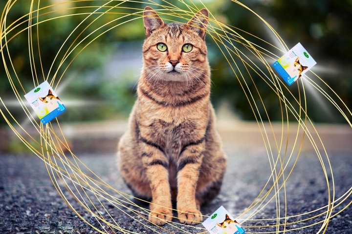 PREPARAT PRZECIW PCHŁOM I KLESZCZOM DLA KOTÓW NA KROPLE PCHŁY I KLESZCZE