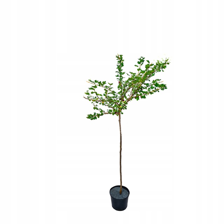 Agrest czerwony na pniu BEZKOLCOWY - smak ,zaśpiewasz JEEEZU UFAAM