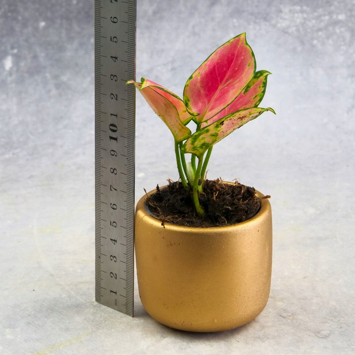 AGLAONEMA Pinky Promise DØ6cm Łatwa w uprawie. Idealna na prezent