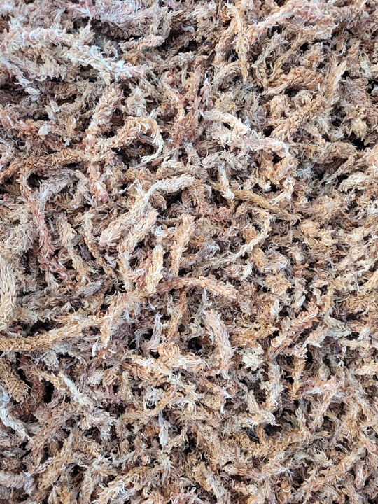 Mech Sphagnum Torfowiec Podłoże do Storczyków 250g