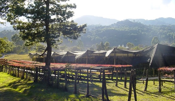 TILLANDSIA, OPLĄTWA X 6 SZT, NA START ! airplant