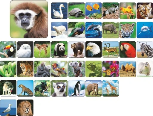 ADAMIGO ZOO memory pamięć