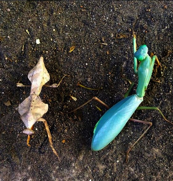 Hierodula z Papui Największa Modliszka