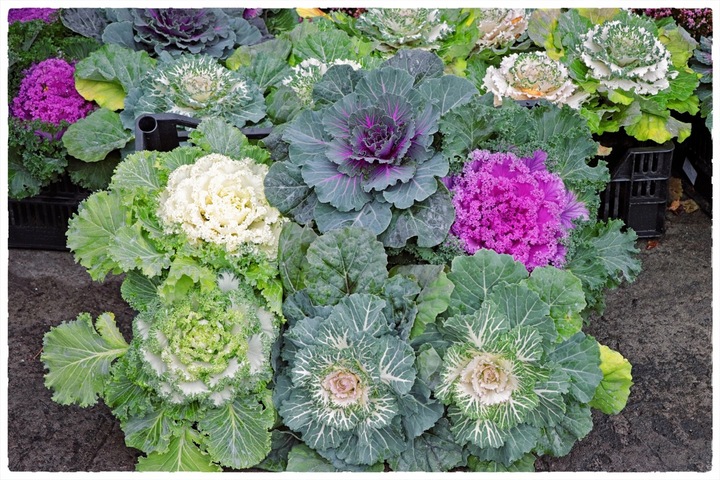 Kapusta ozdobna ZESTAW 8szt sadzonek MIX KOLORÓW na jesień i zimę