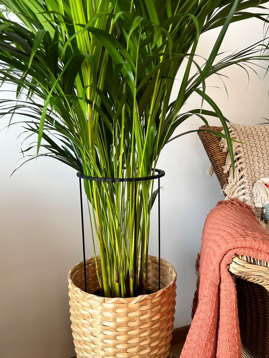 Podpora Roślin Kwiatów Obejma Pierścieniowa Obręcz Podpórka RING 2w1 L