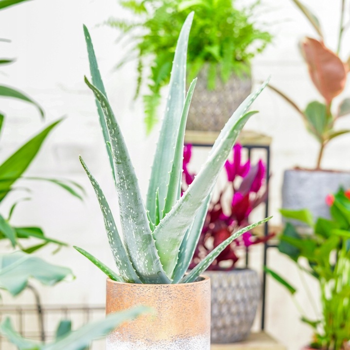 Aloe Vera NIEŚMIERTELNY ALOES Zwyczajny Domowa Lecznicza Roślina