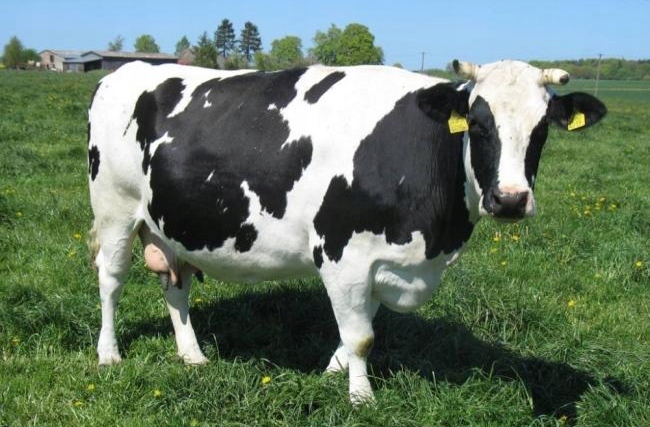 Wysłodki Buraczane Granulowane Melasowane bez GMO 20kg