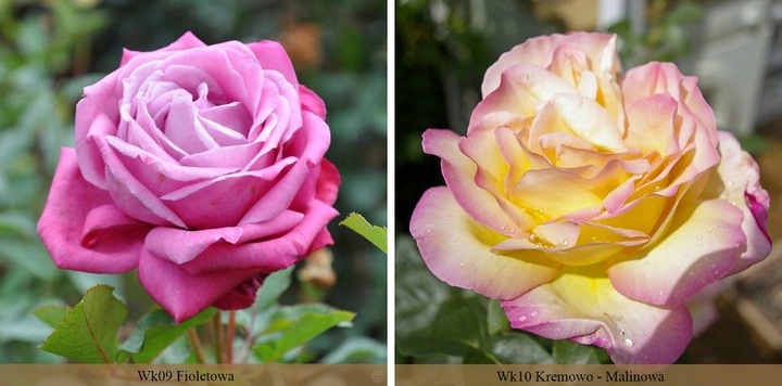 RÓŻA RÓŻE KOLOROWY PAKIET - 12 PACHNĄCYCH RÓŻ