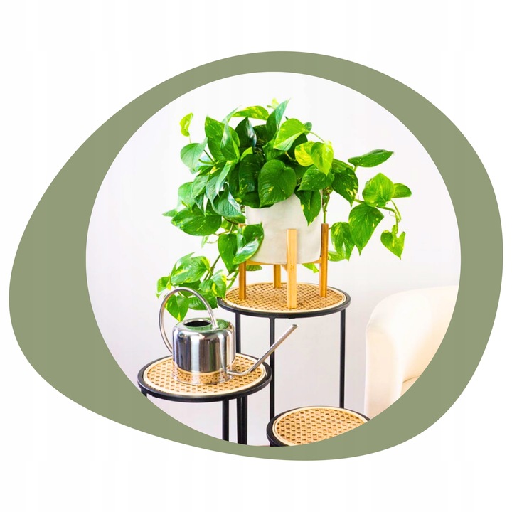 Epipremnum Aureum ZŁOCISTE Przebarwienia PNĄCZE Łatwa Uprawa Sercowate