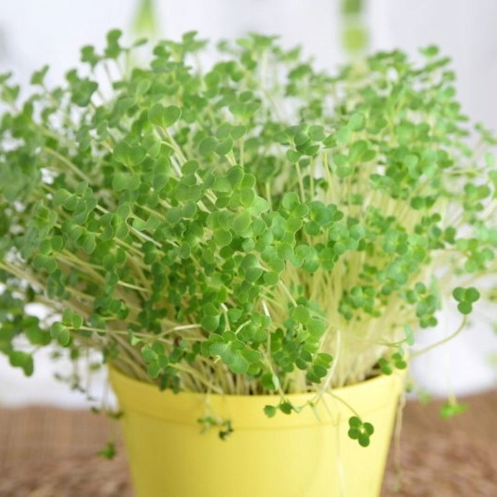 TORAF MICROGREENS MŁODE LISTKI ZESTAW 4 ROŚLIN MAT BOMBA WITAMINOWA NASIONA