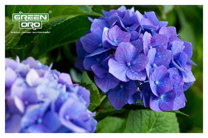 Nawóz do Hortensji Rododendronów Borówki Azalii Magnolii 5kg 100 dni