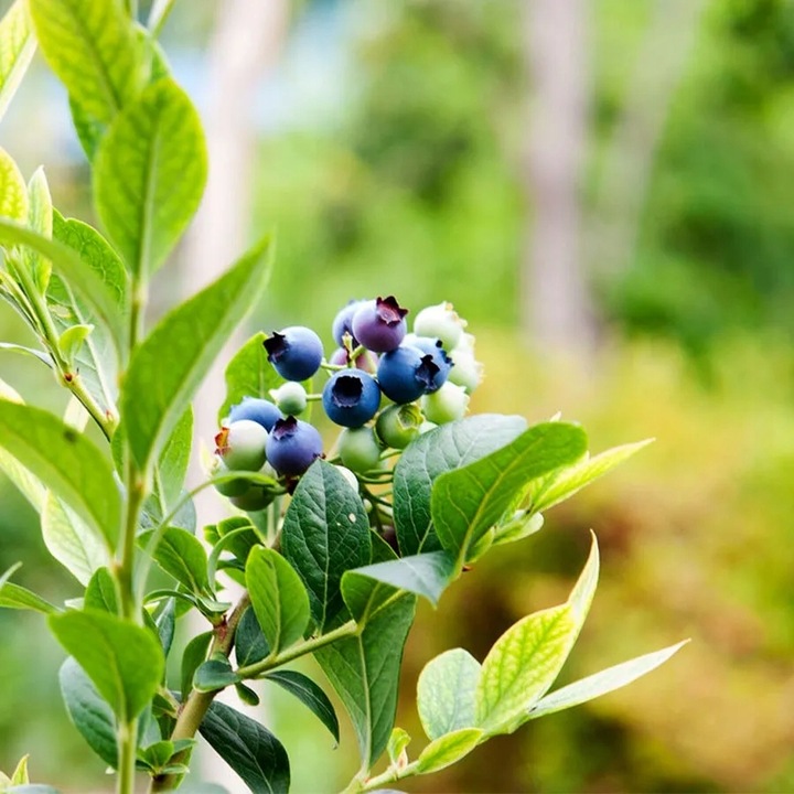 ZIEMIA PODŁOŻE DO BORÓWKI Z NAWOZEM KWAŚNA TORF ROŚLIN KWASOLUBNYCH