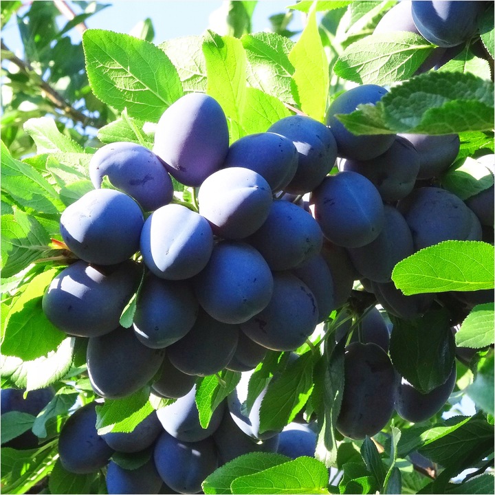 Śliwa Węgierka Zwykła Sadzonka Odporna Na Mróz I Choroby