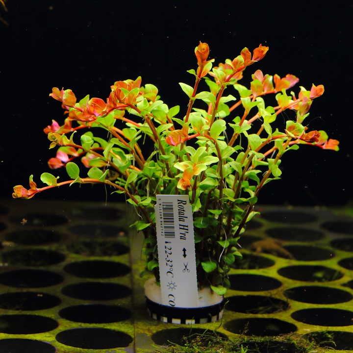 Rośliny do akwarium Rotala H'Ra PIĘKNA RARYTAS