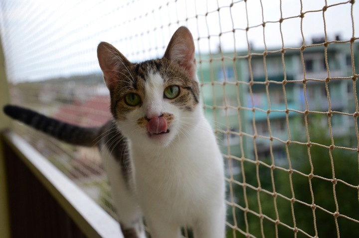 ZESTAW SIATKA NA BALKON DLA KOTA 6x3 BEZ WIERCENIA MARKA BEZPIECZNE KOTY