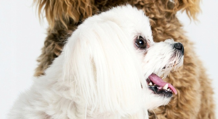 Maszynka do strzyżenia psów CAMRY CR 2821