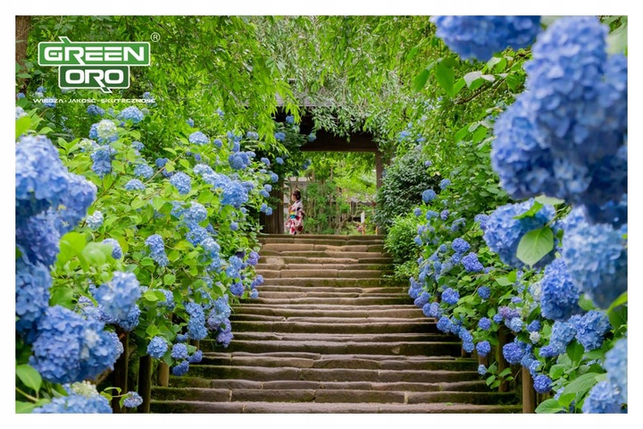 Nawóz do Hortensji Rododendronów Borówki Azalii Magnolii 5kg 100 dni