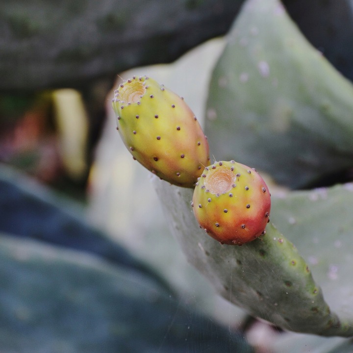 OLEJ Z OPUNCJI FIGOWEJ 50ml do twarzy rafinowany PREMIUM